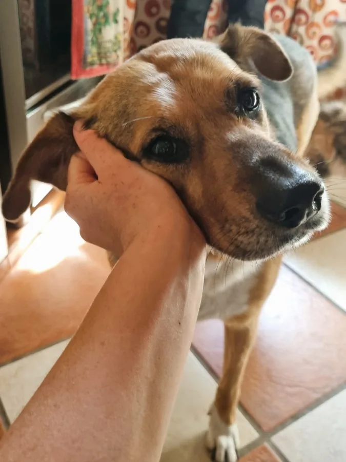Los perros aprenden a vivir con gatos