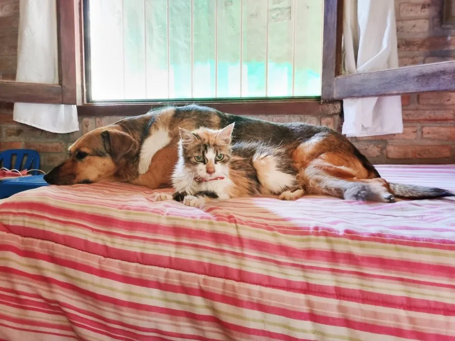Un gato se adapta a vivir con un perro