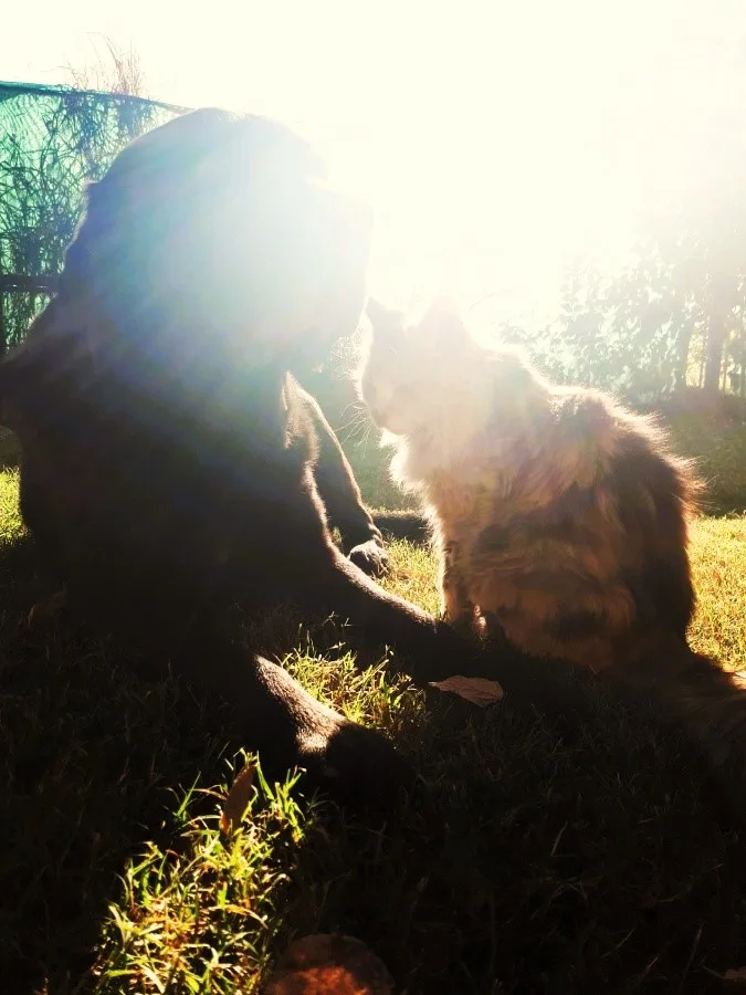 Perros y gatos pueden convivir