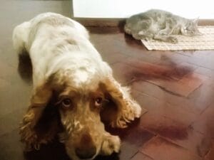 los-perros-y-gatos-pueden-dormir-juntos