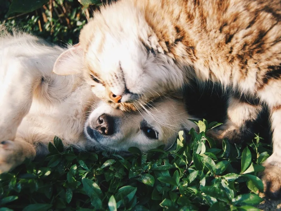 gatos y perros pueden tener una buena relacion
