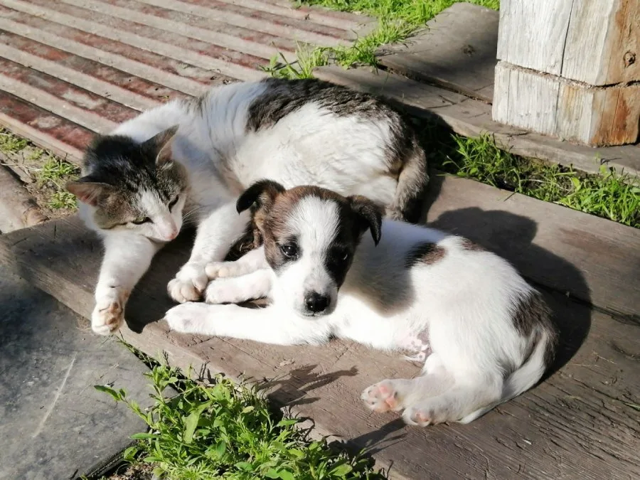 un gato puede aceptar a un perro en su casa