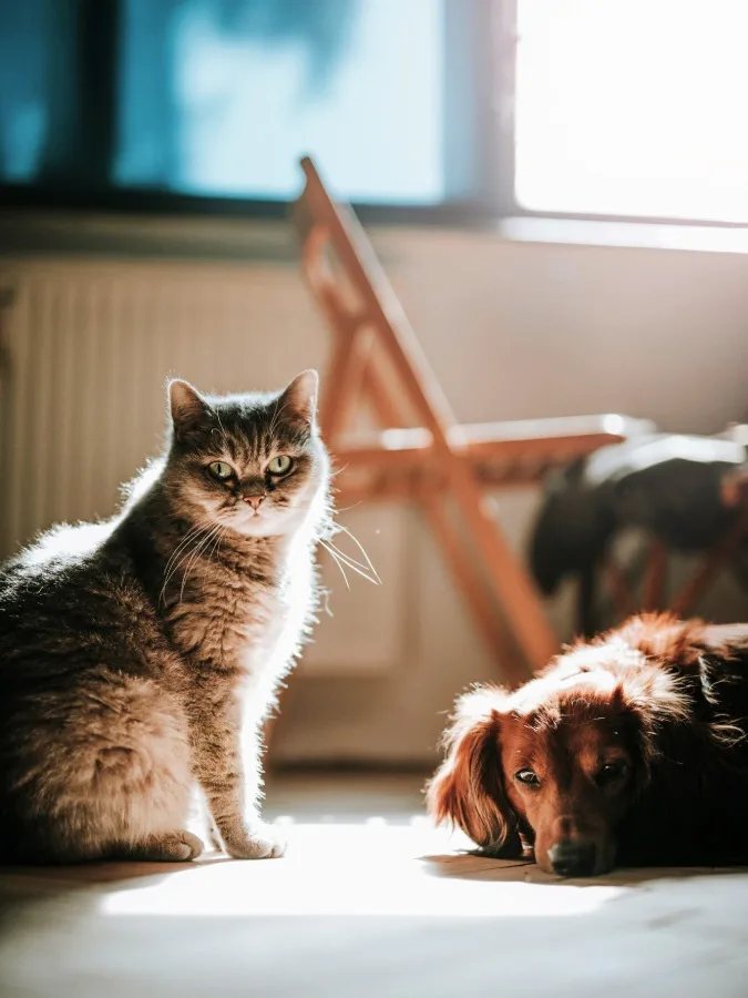 Es posible la convivencia de perro y gato