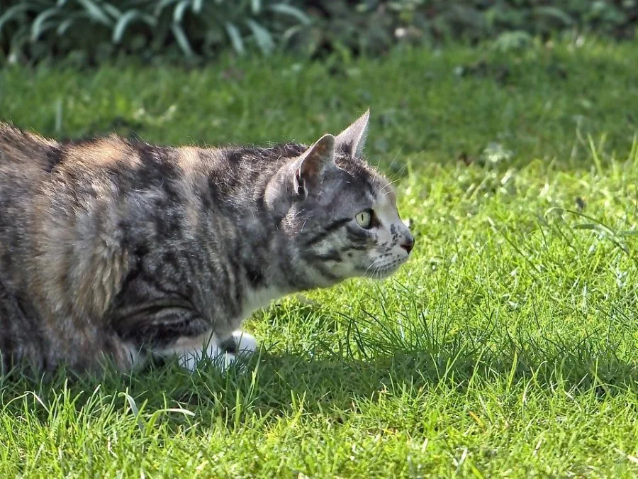 Los gatos pueden adaptarse a los perros