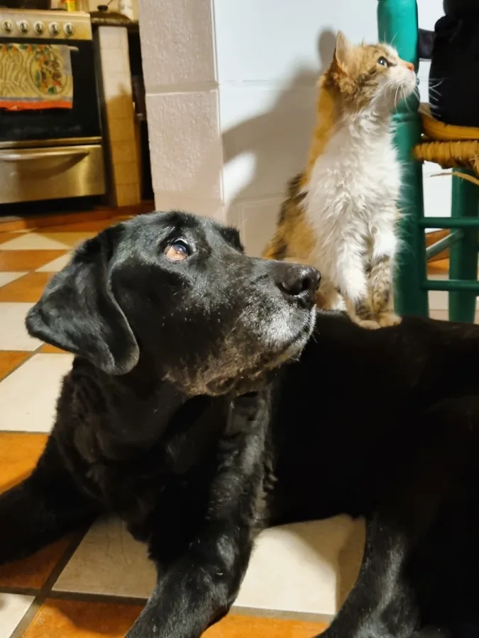 Gato y perro pueden vivir juntos