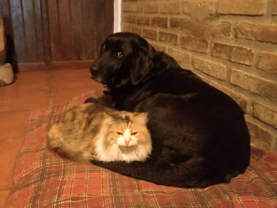 perros-y-gatos-pueden-ser-amigos