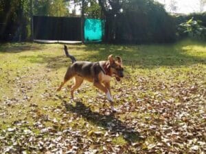 las-mascotas-dañan-el-planeta