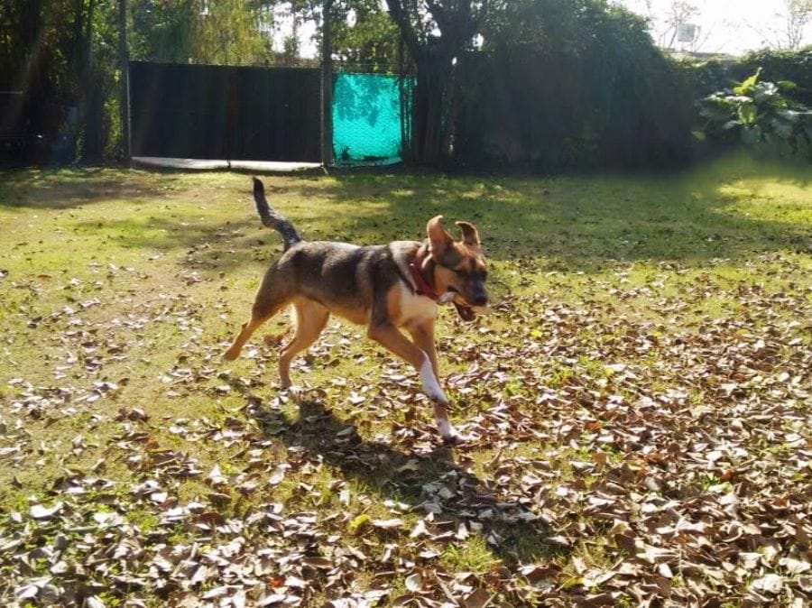 las-mascotas-dañan-el-planeta