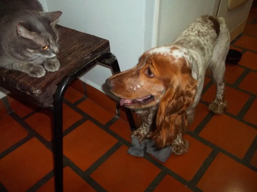 Es posible que vivan juntos gatos y perros