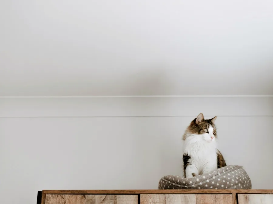 Un perro puede aceptar a un gato