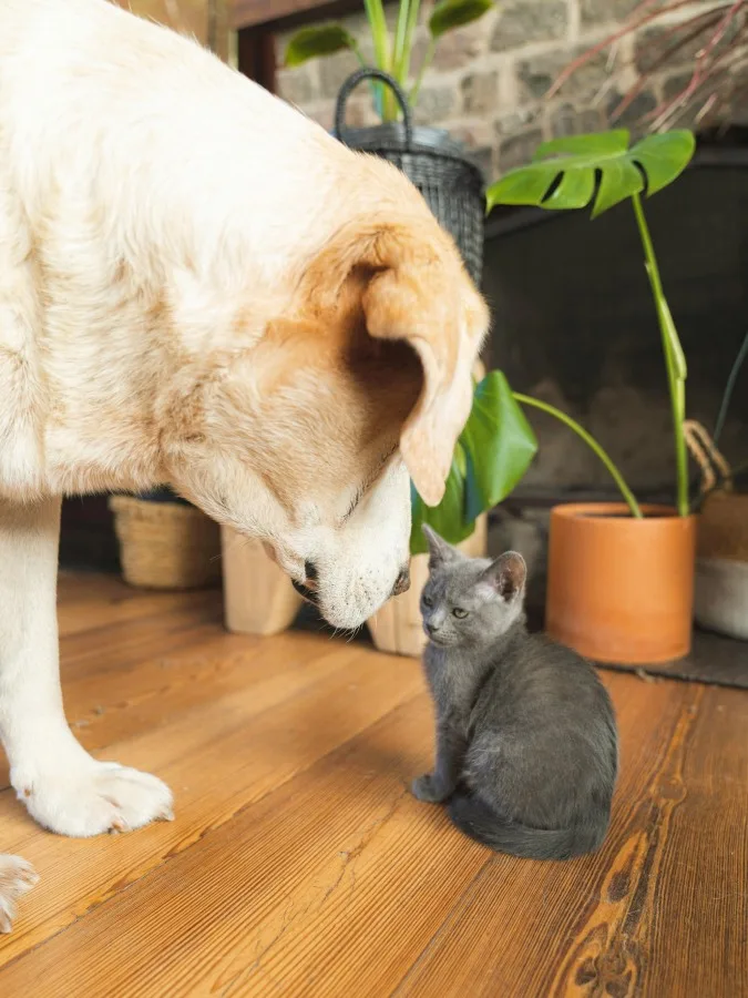 Un perro puede aceptar a un gato en la casa