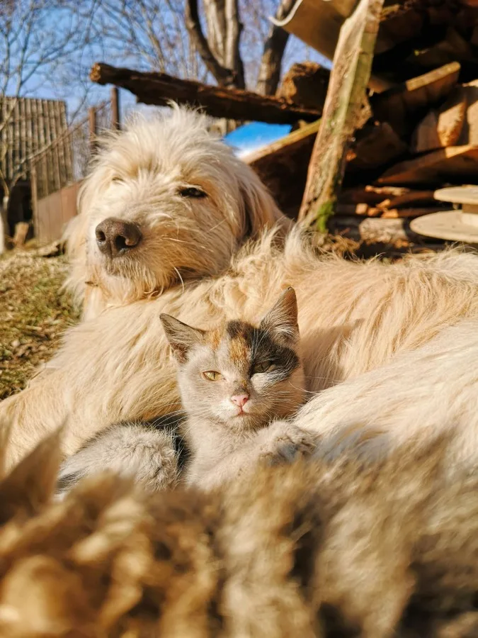 perros-y-gatos-pueden-convivir-en-paz