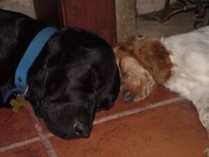 las-poses-en-que-duermen-los-perros