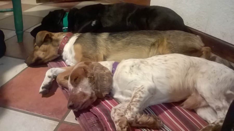 por-que-mi-perro-duerme-mucho