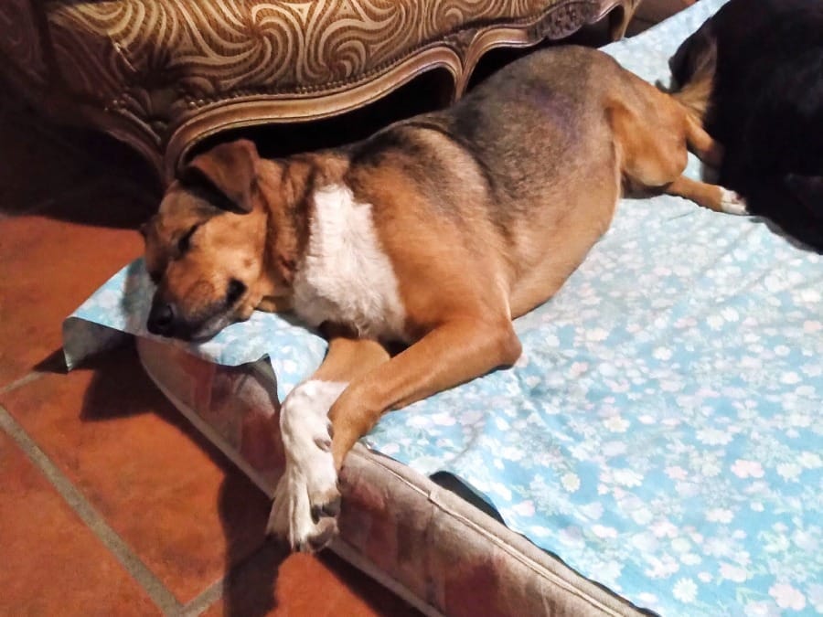 que-hay-detras-de-las-posiciones-de-dromir-de-un-perro