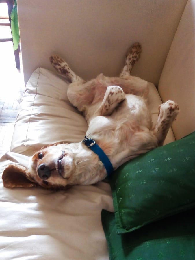 14-optim-como-duermen porque-mi-perro-duerme-boca-arriba