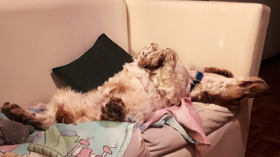 2-optim-como-duermen que-significa-la-pose-en-que-duerme-mi-perro
