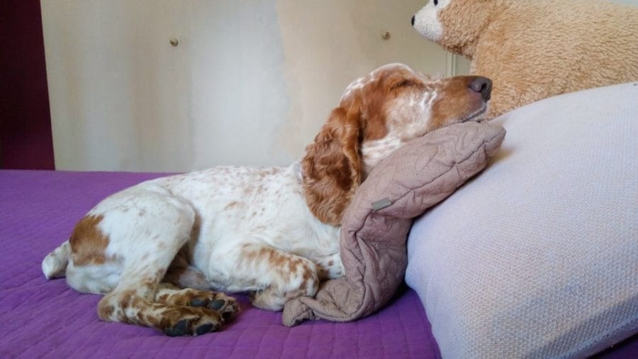 3-optim-como-duermen porque-mi-perro-duerme-en-una-pose-extraña