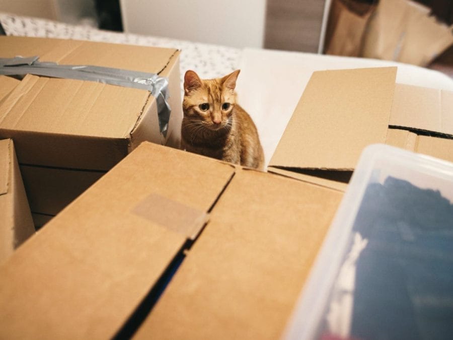 mudanza-con-gatos