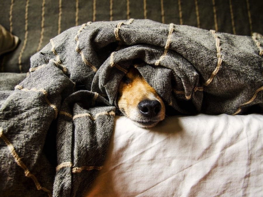 por-que-mi-perro-se-asusta-cuando-llueve