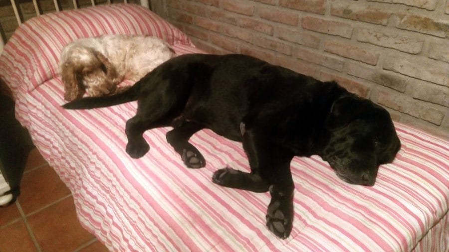 4-optim-como-duermen significado-de-las-posiciones-de-dormir-de-los-perros