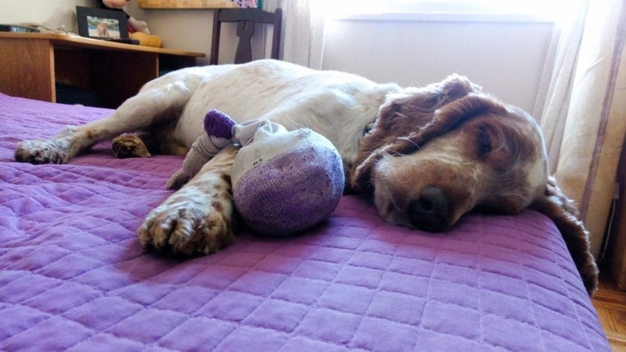 5-optim-como-duermen que-quiere-decir-la-posicion-de-dormir-de-un-perro