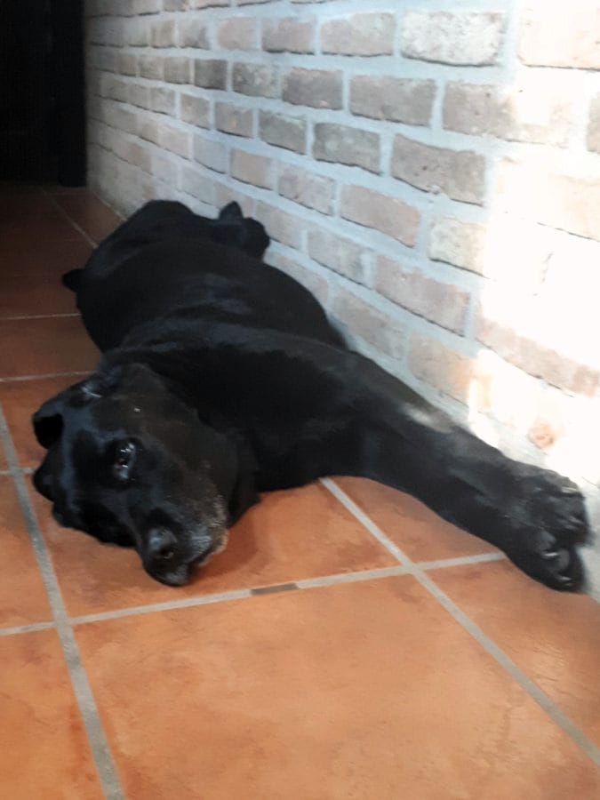 6-optim-como-duermen porque-mi-perro-duerme-en-esa-pose