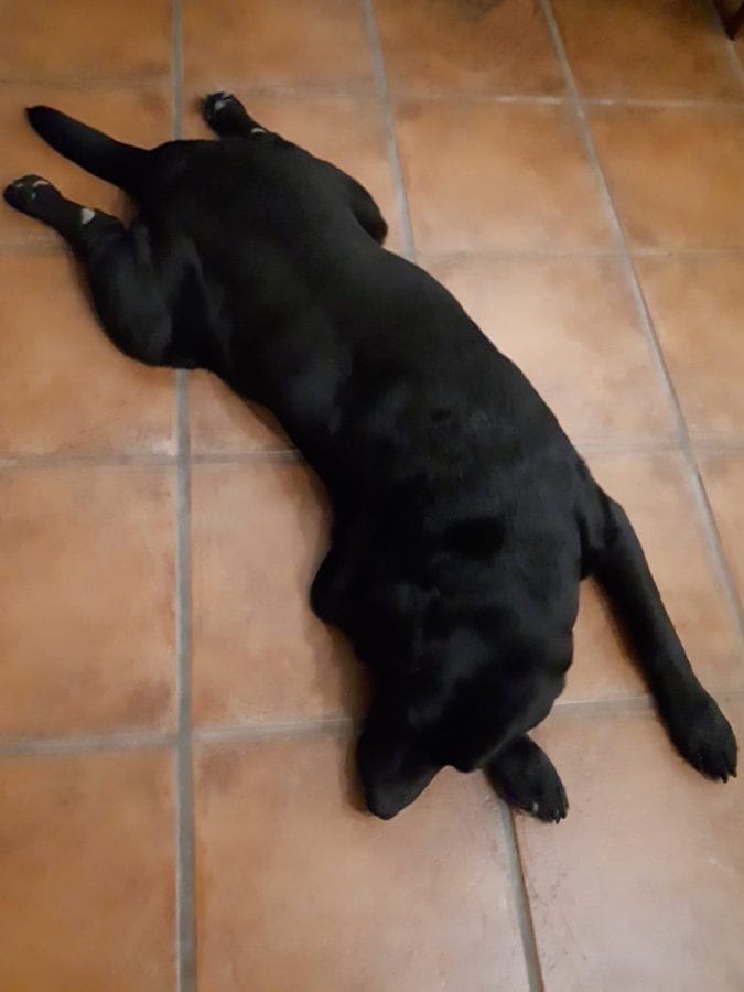 7-optim-como-duermen por-que-mi-perro-duerme-raro