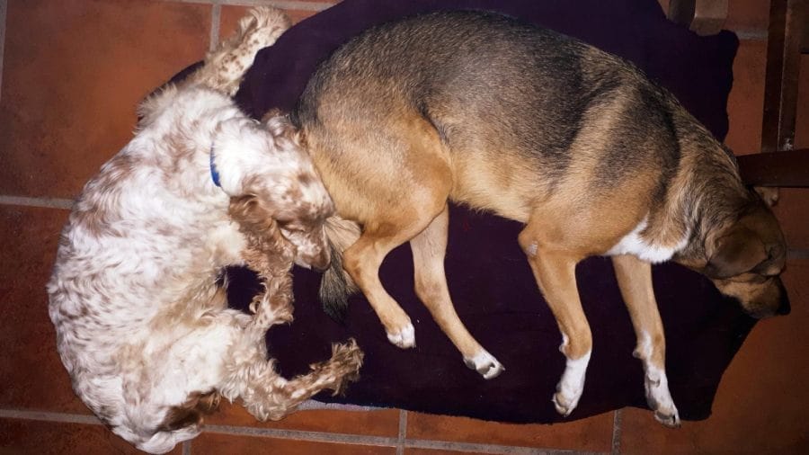 8-optim-como-duermen cual-es-la-mejor-forma-de-dormir-para-un-perro