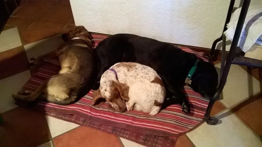 que-pasa-si-mi-perro-cambia-la-forma-de-acostarse