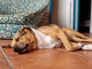 por-que-mi-perro-duerme-mucho