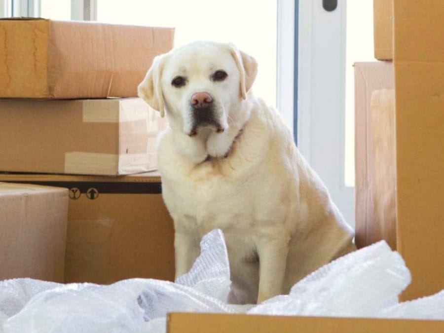 mudanza-con-mascotas