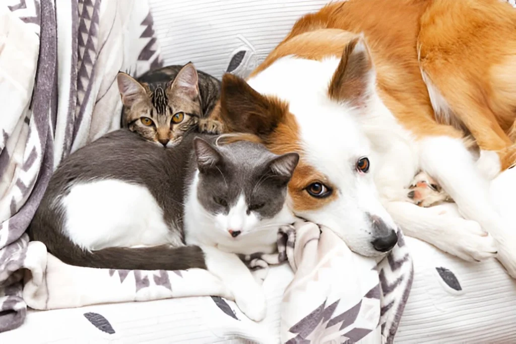 gatos-y-perros-pueden-convivir-informacion
