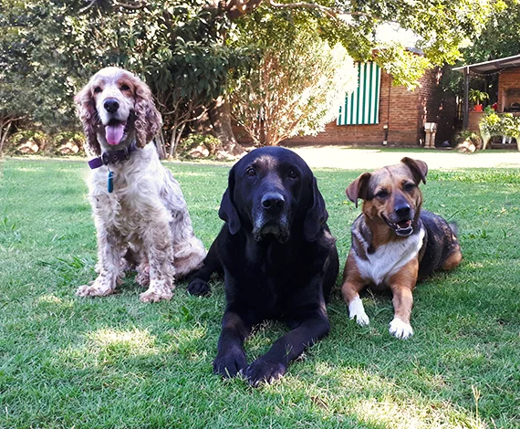 que-es-la-huella-ambiental-de-las-mascotas