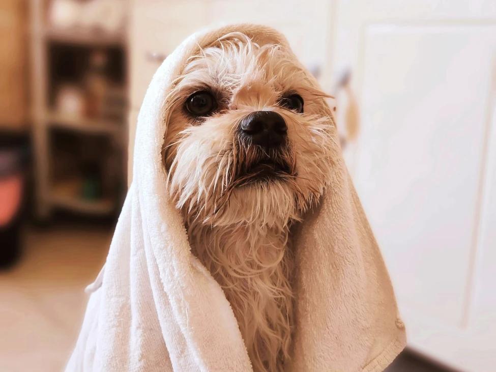 cómo mantener a mi perro limpio