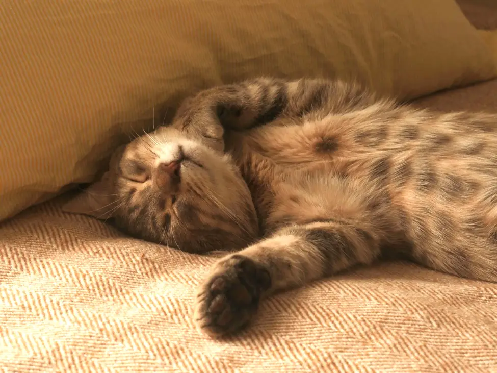 Tener un gato en casa es una experiencia con muchos beneficios