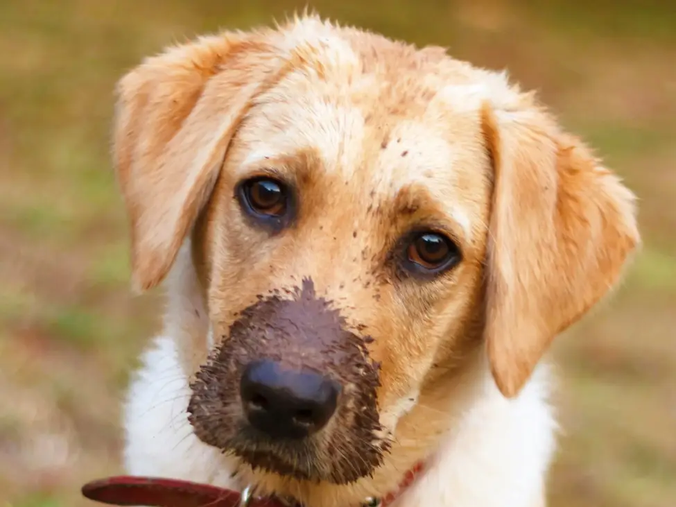 Los cachorros pueden bañarse con cuidados especiales