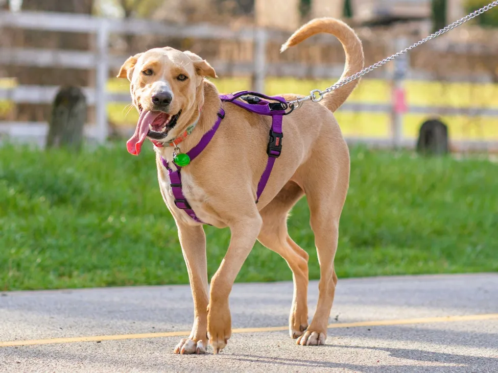 Pasear a tu perro ayuda a mejorar su comportamiento