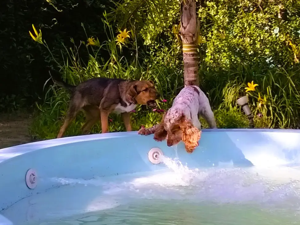 Consejos para cuidar a perros y gatos del calor